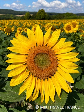 パリのひまわり